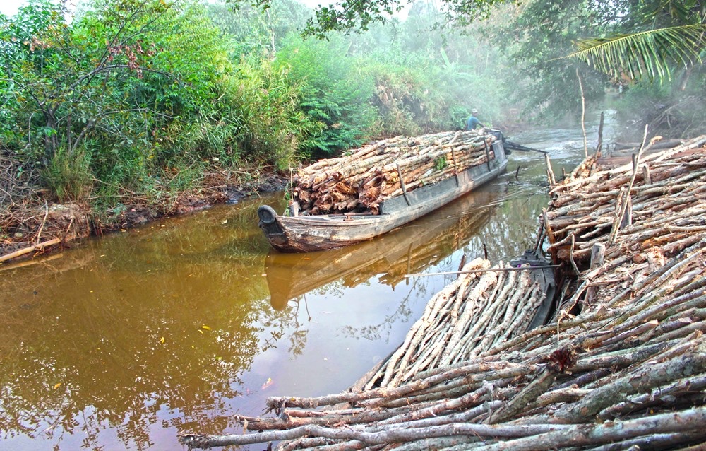 Acacia timber transported by boat along a Mekong Delta waterway
