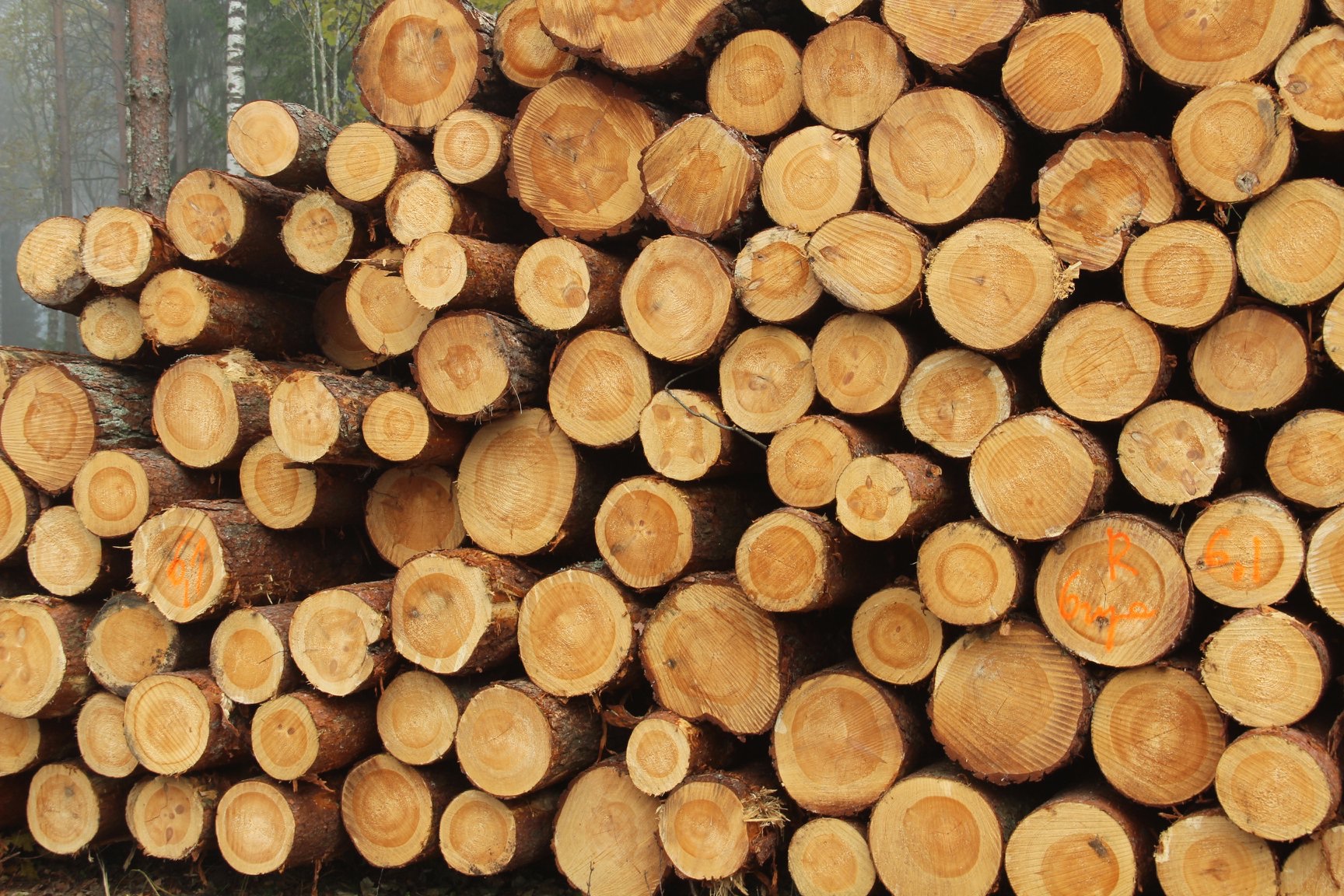 Stacked acacia wood logs at the factory awaiting pre-processing